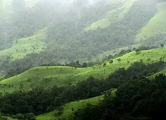 Shola-Grasslands complex in the Kudremukh National Park