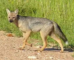 A side-striped jackal walking in front of grass