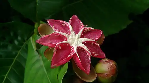 Empty D. suffruticosa fruit capsule