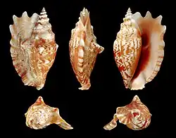 Sinustrombus sinuatus (Strombidae)