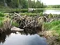 Beaver Dam