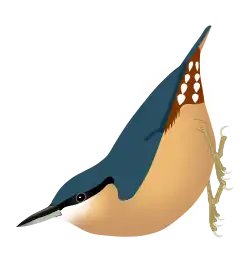 Sitta europaea sinensis, subspecies with strongly colored underparts.