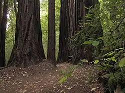 The Skyline-to-the-Sea Trail passing through a stand of California redwood trees in 2011.