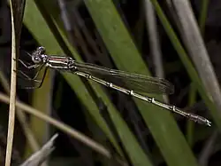 Female, Tasmania, Australia