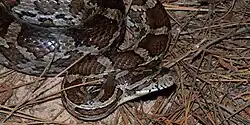 Slowinski's cornsnake (Pantherophis slowinskii), in situ, Colorado County, Texas (May 2018).