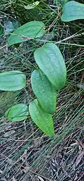 Leaves of Smilax glyciphylla showing three prominent veins. Drawing Room Rocks Track, near Berry, NSW.
