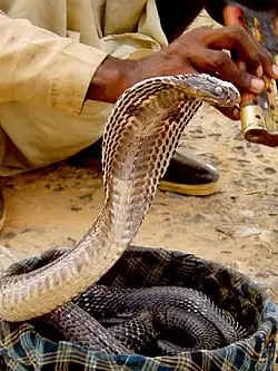 Image 34The Indian cobra is the most common subject of snake charmings. (from Snake)