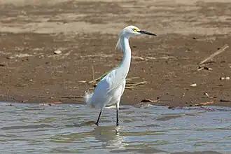 Snowy egret