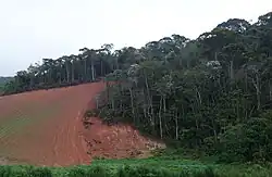 Edge between pasture and rainforest. The pasture is heavily eroded, with the ground level much lower than the ground that is still covered by the forest.