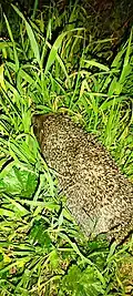 A close-up night photo of a hedgehog in lush green grass. The animal's spiny back is visible as it moves through the foliage.