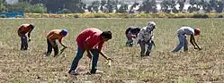 Four farmworkers, appearing to be Latinx and in plain clothing, work the land.