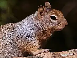 Brown squirrel