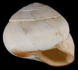 globose shell of Sphincterochila candidissima