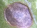 Close-up of a spot on a spinach leaf caused by Cercospora beticola