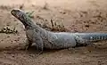 Spiny tailed lizard