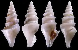 Image of the spirotropis confusa shell