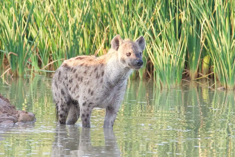 Female spotted hyenas urinate through a pseudo-penis.[8]