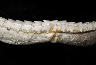Lower teeth