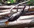 Stag beetle, Lucanus cervus, on deadhedge