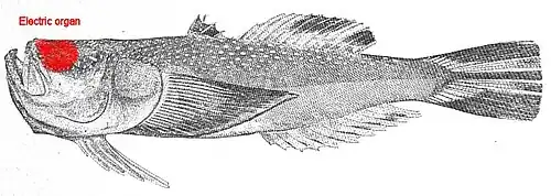 Stargazers like Astroscopus y-graecum have the electric organ in the head, arranged vertically.