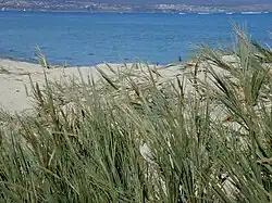 Matojo de burro (Sporobolus virginicus)