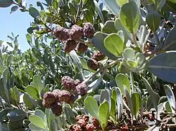 Buttonwood (Conocarpus erectus)