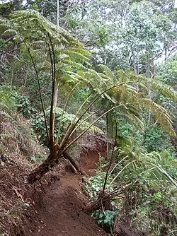 Growing over a trail