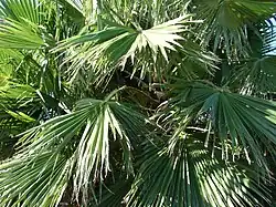 Washingtonia fronds