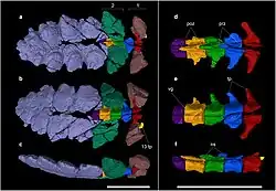 Tail weapon of Stegouros