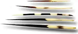 Five porcupine quills of varying banding patterns and lengths