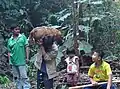 Thai villagers harvesting large, medicinal root tuber of Stephania venosa.