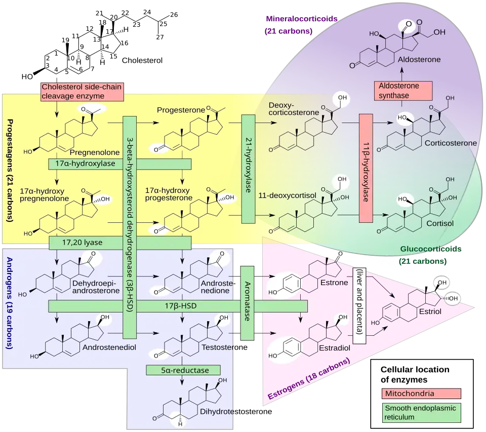 Steroidogenesis, using cholesterol as building material