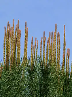 Fresh shoots with female strobili