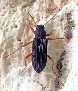 Strongylium cultellatum