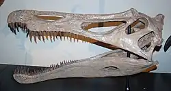 Reconstructed skull model of a dinosaur skull behind glass