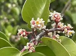 Flowering, note the clustered flowers