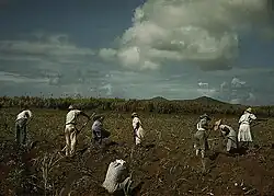 Sugar farmers in Bethlehem, Dec. 1941