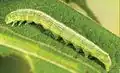 Middle instar larva