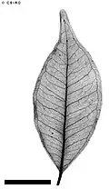 X-ray of leaf