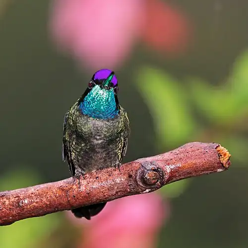 Male showing its bright colors (photo adjusted to increase vibrancy and saturation)