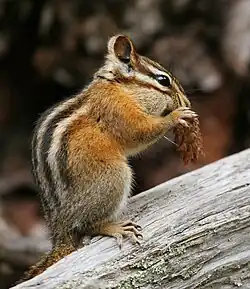 Brown chipmunk