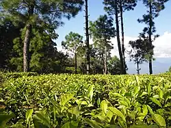 Tea Plantations near Kausani