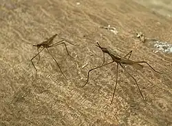 Telostylinus lineolatus male aggressively posturing to another