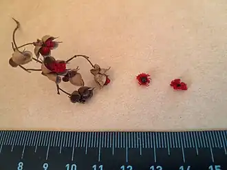 Ripe fruit capsules, and seeds with red aril