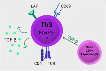 Th3 cells arise from naive CD4+ T lymphocytes in the presence of TGF-β, express CD4, CD69, LAP and produce TGF-β. Unlike the well characterised T regulatory cells (Treg), Th3 cells do not express transcription factor FOXP3. Currently there is no specific transcription factor defining Th3 cells. (transforming growth factor β, TGF-β; latency-associated peptide, LAT; T cell receptor, TCR)