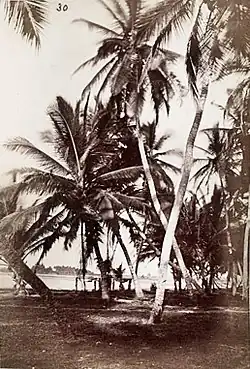 Old Ningo, 1870s