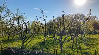The Orchard