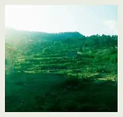 A view of mountain patti. The Forest view patti. Logoja Kogi