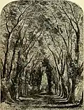 G. Dodgson, wych avenue, from The Poetical Works of Thomas Hood (1873)