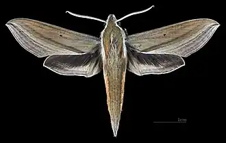 Theretra japonica, a likely pollinator of Vanda falcata